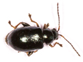 Aphthona nonstriata